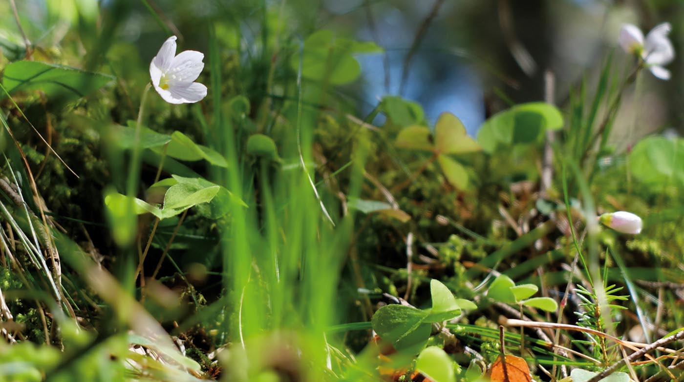 AVM - Blümchen auf der Wiese