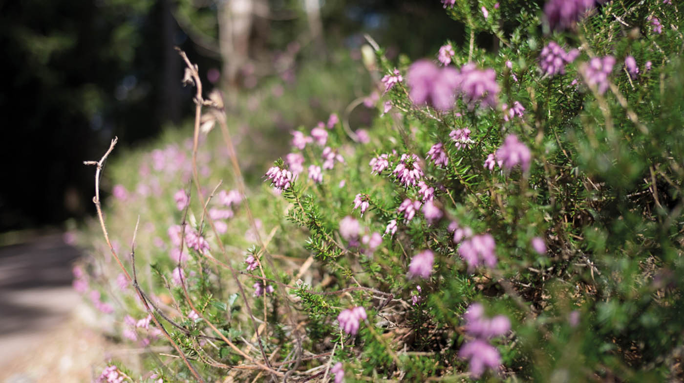 AVM - Busch mit Unschärfeeffekt