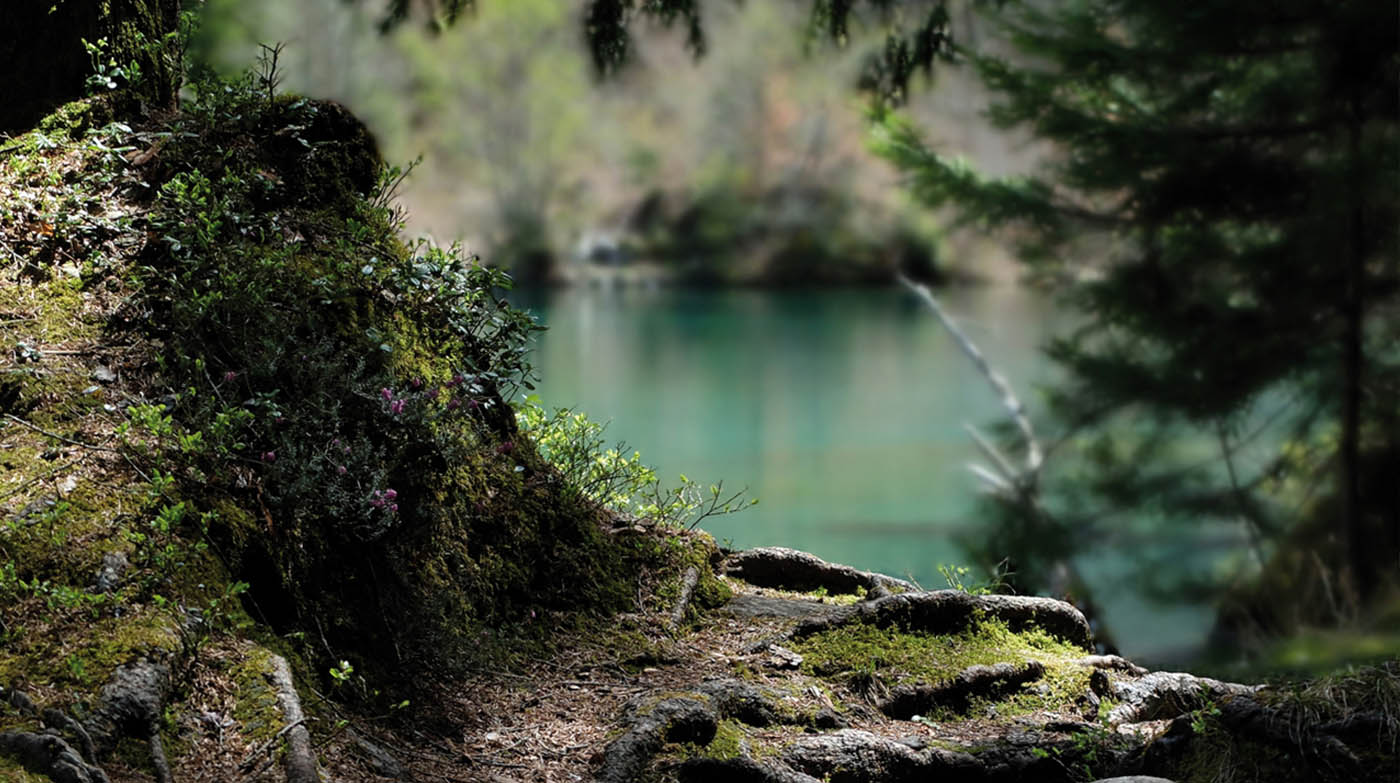AVM - Lichtung im Wald