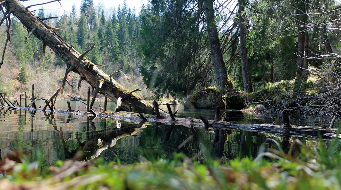 AVM - Teich mit Baumstamm