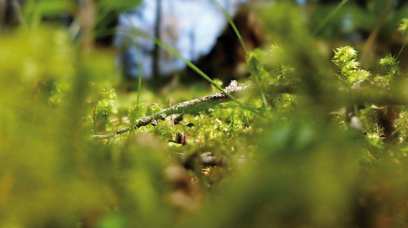 AVM - Wiese mit Unschärfeeffekt