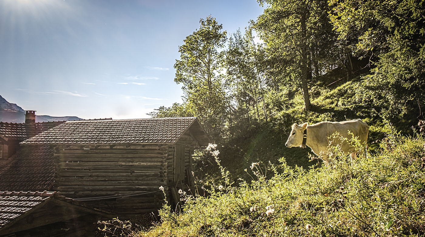 Sonne auf der Kuhweide