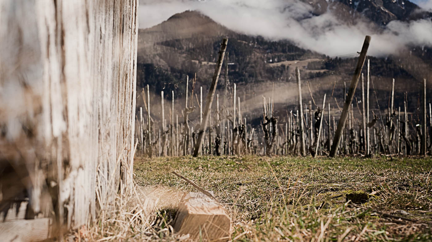 von Salis - Weinberg