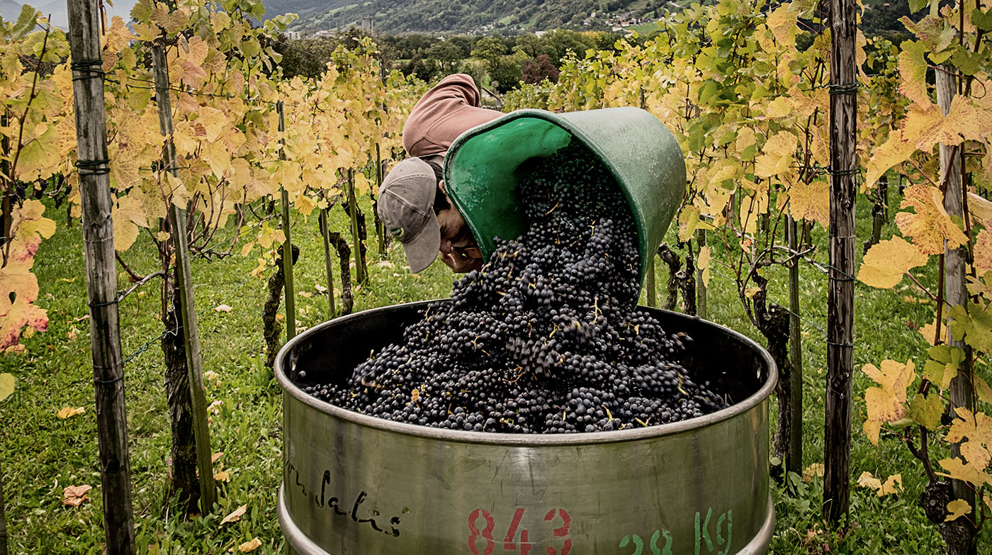 Wimmeln bei von Salis