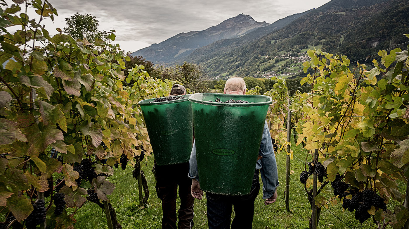 Wimmeln bei von Salis