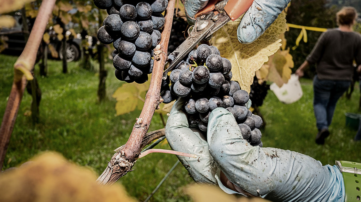 Wimmeln bei von Salis