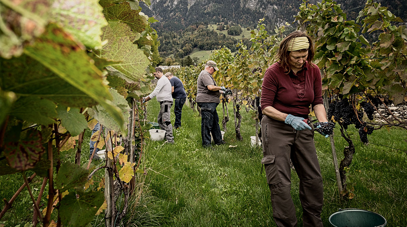 Wimmeln bei von Salis