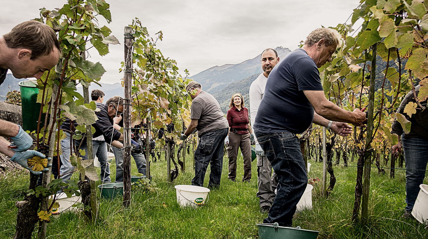 Wimmeln bei von Salis