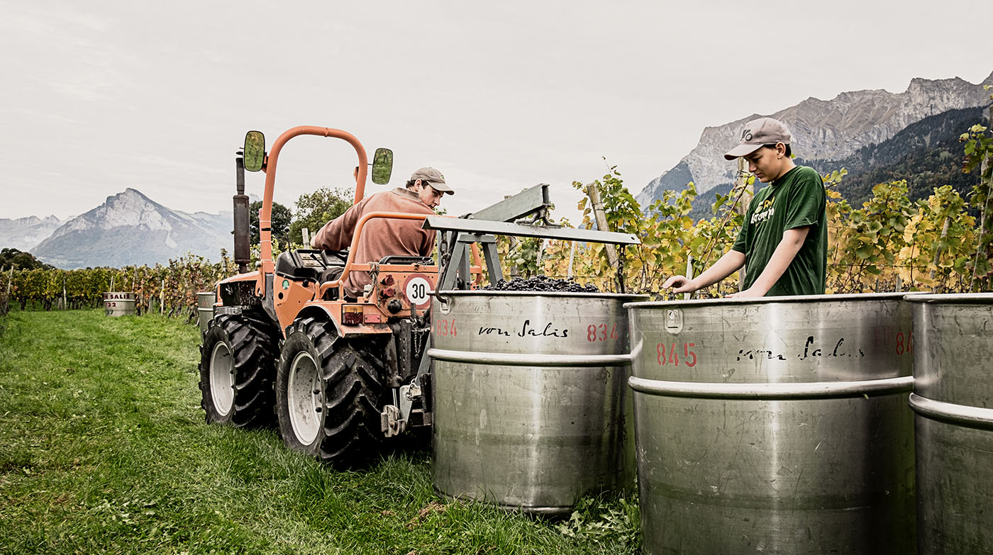 Wimmeln bei von Salis